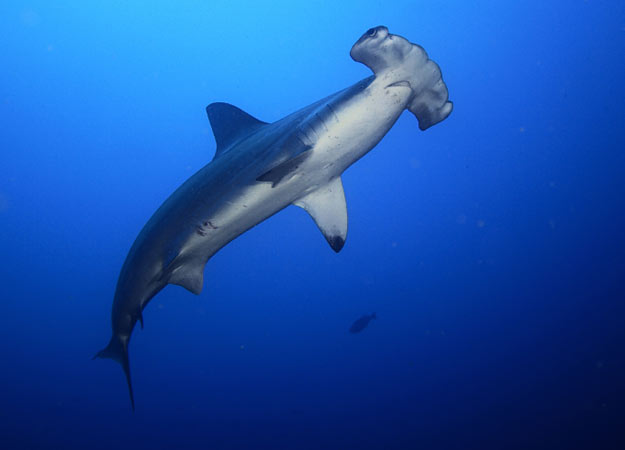 shark-week-hammerhead-1