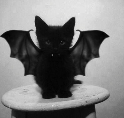 6a0120a5c8d9a9970c019b00496da2970b-800wi